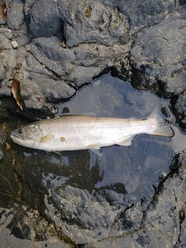 アマゴの釣果