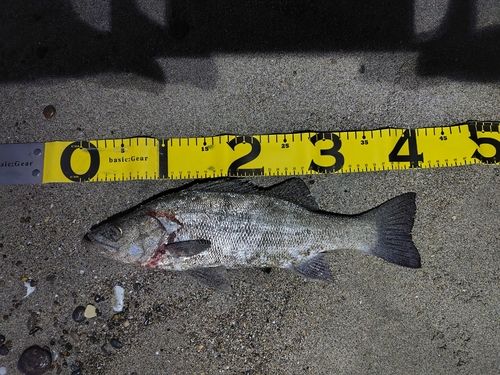 ヒラの釣果
