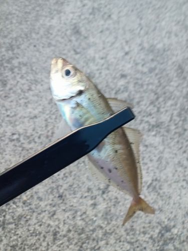 マアジの釣果