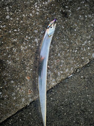 タチウオの釣果