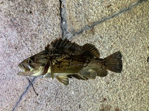 クロソイの釣果