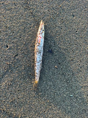 カマスの釣果