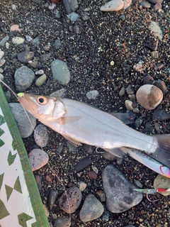 セイゴ（ヒラスズキ）の釣果