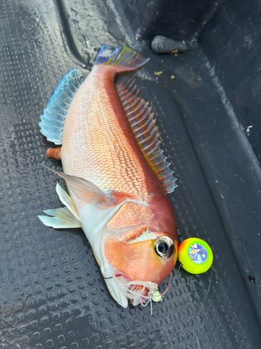 アマダイの釣果