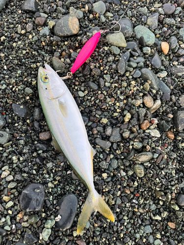 ワカシの釣果