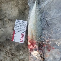 アジ