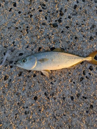 ツバスの釣果