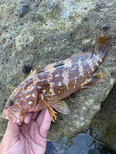 アコウの釣果