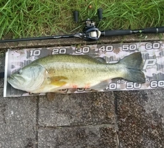 ブラックバスの釣果