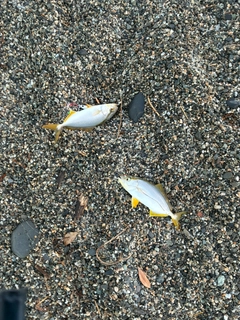 ショゴの釣果
