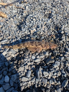 ワニゴチの釣果