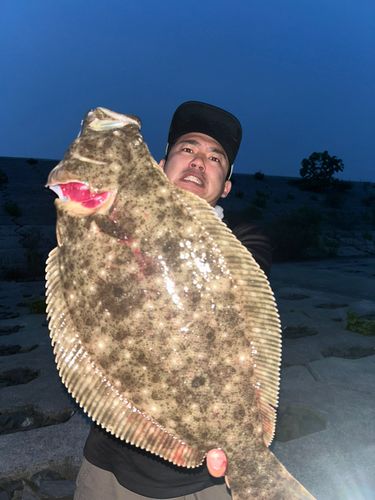 ヒラメの釣果