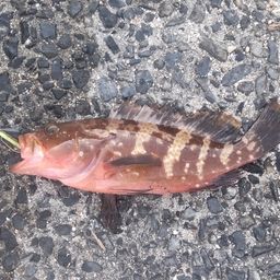 アコウ
