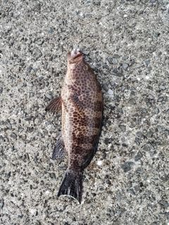 オオモンハタの釣果