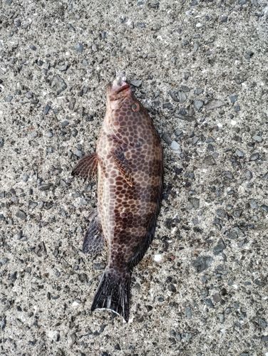 オオモンハタの釣果