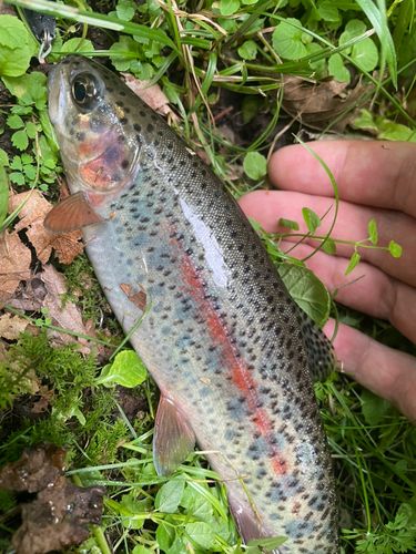 ニジマスの釣果