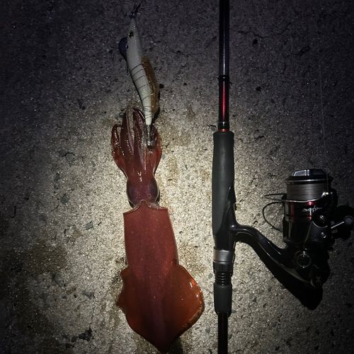 ケンサキイカの釣果