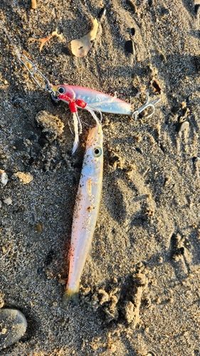 カマスの釣果
