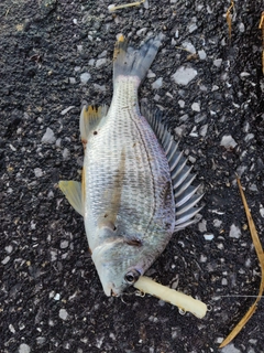 キビレの釣果