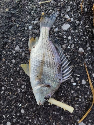 キビレの釣果