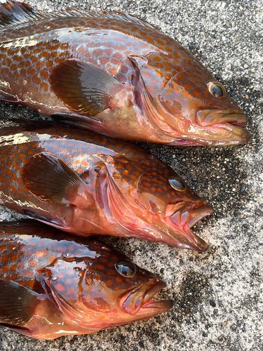 キジハタの釣果