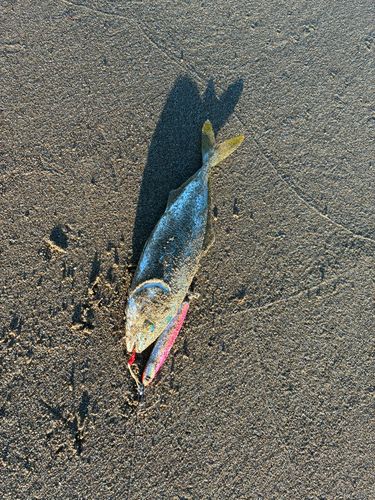 コゾクラの釣果