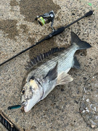 クロダイの釣果