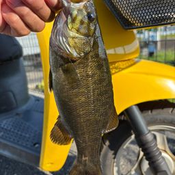 スモールマウスバス