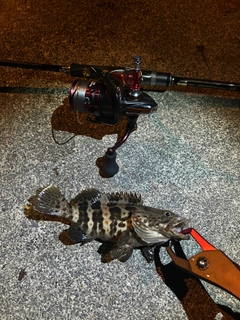 チャイロマルハタの釣果