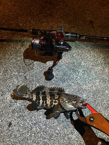 チャイロマルハタの釣果