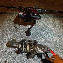 チャイロマルハタ