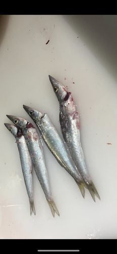 カマスの釣果