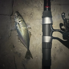 マアジの釣果