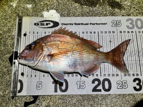 マダイの釣果
