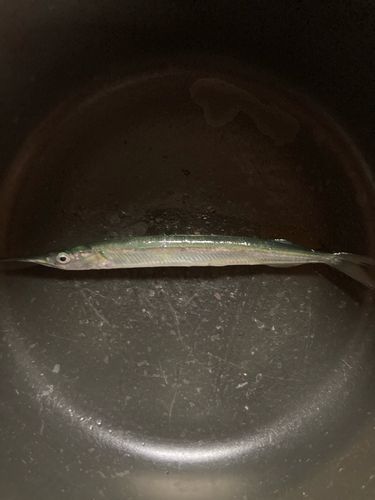 サヨリの釣果