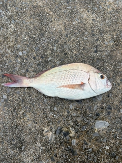 タイの釣果
