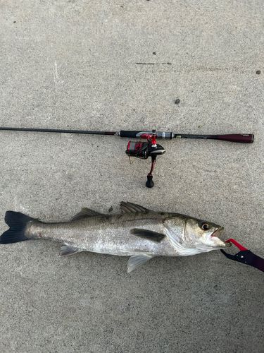 シーバスの釣果