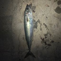 サバ