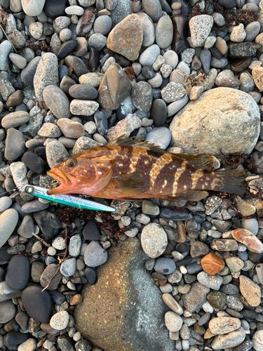 キジハタの釣果