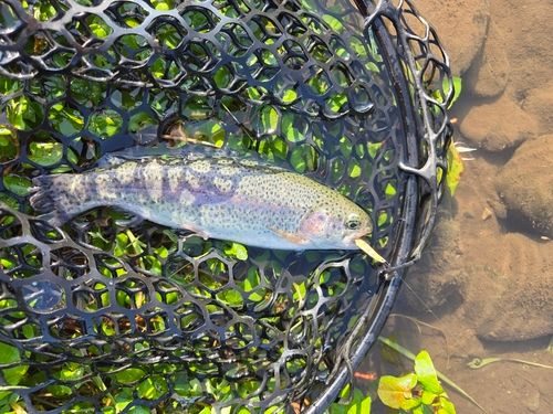 ニジマスの釣果