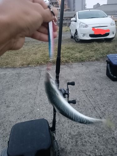 サバの釣果