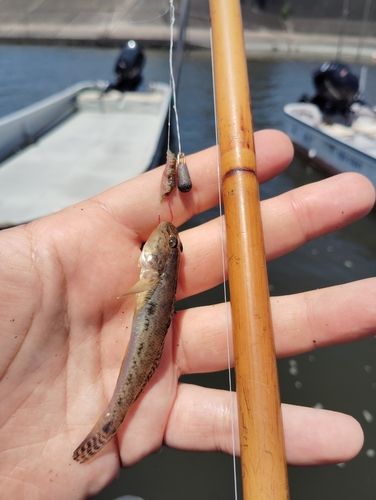 マハゼの釣果