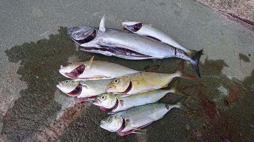 釣果