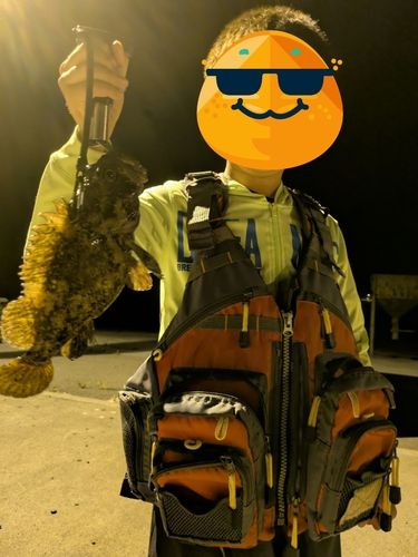 オウゴンムラソイの釣果