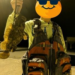 オウゴンムラソイ