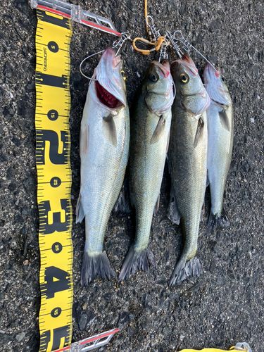 シーバスの釣果