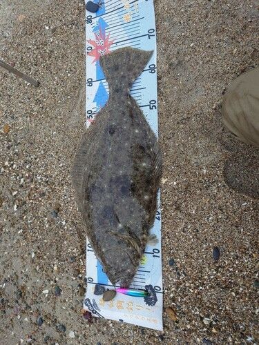 ヒラメの釣果