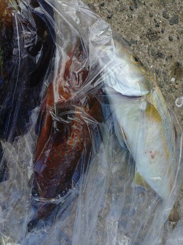 ネリゴの釣果