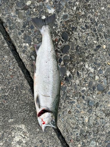 サクラマスの釣果