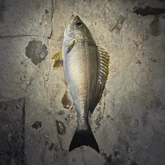 イサキの釣果